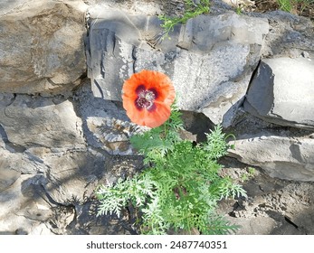 This image captures a single vibrant red poppy flower with a dark center, blooming in stark contrast to its surroundings. 