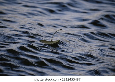 This image captures a singular leaf drifting peacefully across the rhythmic, dark ripples of the water. It embodies a sense of quiet solitude and the natural flow of life, highlighting the simple yet profound beauty of a solitary traveler navigating the currents of nature.