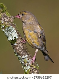 This image captures a small bird perched on a mossy tree branch, showcasing its vibrant yellow and brown feathers, pink beak, and delicate legs. The bird appears to be in its natural habitat, surrounded by the lush greenery of the forest. The image highlights the intricate details of the bird's plumage and the textures of the tree branch, inviting the viewer to appreciate the beauty of nature and the importance of conservation.