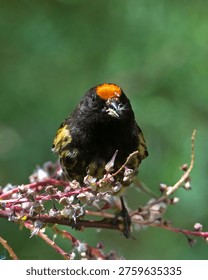 This image captures a small bird perched on a branch with flowers, showcasing its vibrant colors and natural beauty. The bird's black and yellow feathers, along with its distinctive orange marking on top of its head, make it a striking subject. The blurred green background emphasizes the bird's presence, while the branch and flowers provide a sense of context and environment. This photograph highlights the beauty of nature and the importance of conservation, inviting the viewer to appreciate the intricate details of the natural world.