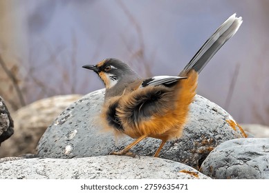 This image captures a small bird perched on a rock in a natural setting. The bird has distinctive orange and black feathers with a gray head and white accents around its eyes.
