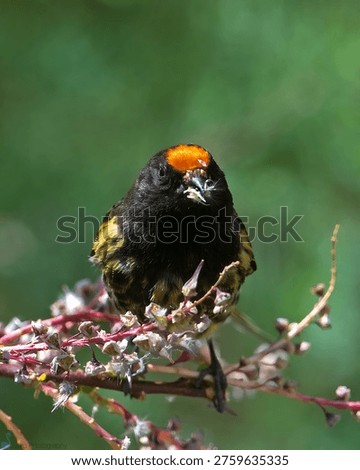 This image captures a small bird perched on a branch with flowers, showcasing its vibrant colors and natural beauty. The bird's black and yellow feathers, along with its distinctive orange marking on top of its head, make it a striking subject. The blurred green background emphasizes the bird's presence, while the branch and flowers provide a sense of context and environment. This photograph highlights the beauty of nature and the importance of conservation, inviting the viewer to appreciate the intricate details of the natural world.