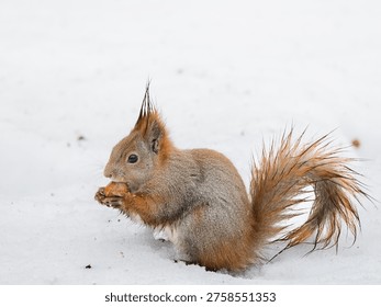 This image captures a small, brown squirrel in mid-snack during the winter season. The furry creature is seen sitting atop snow-covered ground and munching on what appears to be a piece of bread. The squirrel's bushy tail is visible, fluttering gently as it eats. The background is a serene scene of a blanket of snow, with the landscape stretching out behind the squirrel, hinting at a peaceful winter day.