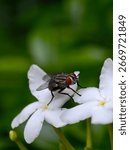 This image captures a small fly resting on a pure white jasmine flower. The delicate petals contrast with the darker tones of the insect, creating depth and realism.