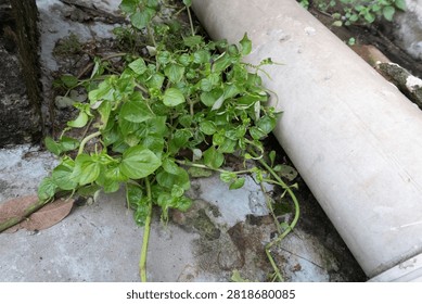 This image captures a small, hardy plant growing vigorously in the narrow cracks of a concrete sidewalk. The plant features elongated, serrated leaves with a rich green hue and exhibits a bushy, dense growth pattern. Despite the harsh urban environment, the plant has found a way to thrive, showcasing nature’s tenacity and adaptability. The surrounding concrete appears weathered, with visible cracks and minor debris, providing an interesting contrast to the vibrant life of the plant.