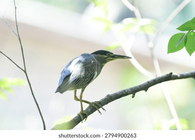 This image captures a small, striking striated heron perched gracefully on a tree branch, showcasing its distinctive blue-grey plumage, dark cap, sharp pointed bill, and bright yellow eyes.