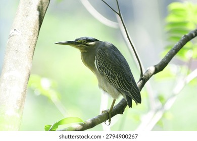 This image captures a small, striking striated heron perched gracefully on a tree branch, showcasing its distinctive blue-grey plumage, dark cap, sharp pointed bill, and bright yellow eyes.