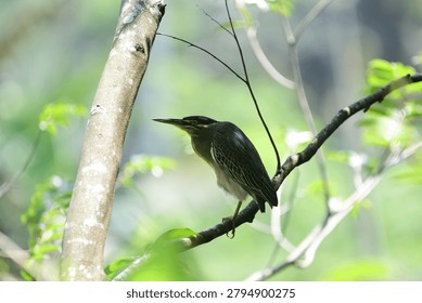This image captures a small, striking striated heron perched gracefully on a tree branch, showcasing its distinctive blue-grey plumage, dark cap, sharp pointed bill, and bright yellow eyes.