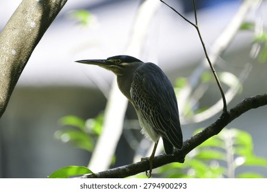 This image captures a small, striking striated heron perched gracefully on a tree branch, showcasing its distinctive blue-grey plumage, dark cap, sharp pointed bill, and bright yellow eyes.