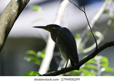 This image captures a small, striking striated heron perched gracefully on a tree branch, showcasing its distinctive blue-grey plumage, dark cap, sharp pointed bill, and bright yellow eyes.