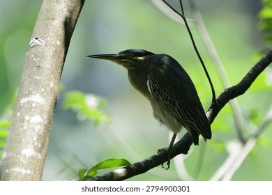 This image captures a small, striking striated heron perched gracefully on a tree branch, showcasing its distinctive blue-grey plumage, dark cap, sharp pointed bill, and bright yellow eyes.