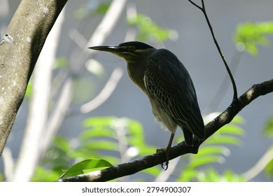 This image captures a small, striking striated heron perched gracefully on a tree branch, showcasing its distinctive blue-grey plumage, dark cap, sharp pointed bill, and bright yellow eyes.