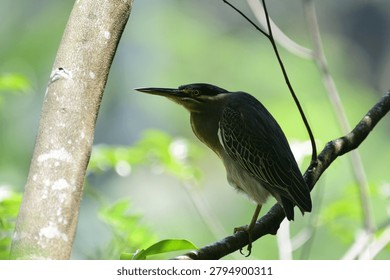 This image captures a small, striking striated heron perched gracefully on a tree branch, showcasing its distinctive blue-grey plumage, dark cap, sharp pointed bill, and bright yellow eyes.