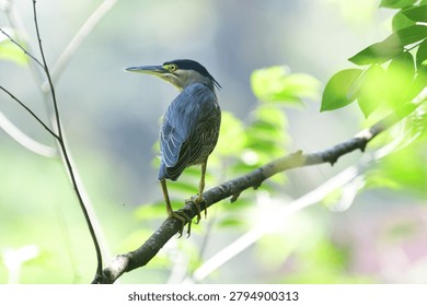 This image captures a small, striking striated heron perched gracefully on a tree branch, showcasing its distinctive blue-grey plumage, dark cap, sharp pointed bill, and bright yellow eyes.