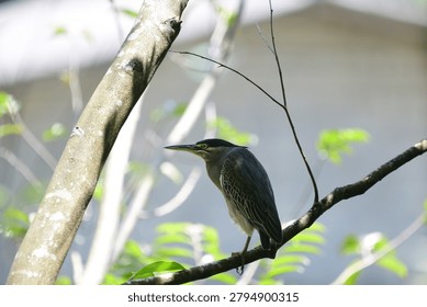 This image captures a small, striking striated heron perched gracefully on a tree branch, showcasing its distinctive blue-grey plumage, dark cap, sharp pointed bill, and bright yellow eyes.
