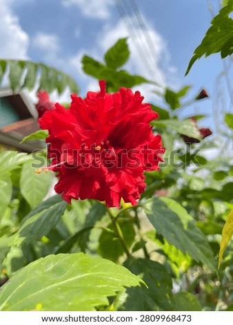 This image captures a striking cluster of deep red, layered petals forming a full bloom flower, surrounded by broad, glossy green leaves under soft diffused sunlight against a clear blue sky backdrop, evoking a sense of fresh vitality and natural beauty in a close-up perspective Featuring floral, nature, foliage, vibrant, bright, closeup, outdoor, summer, botanical, garden, organic, lush, skyblue, textured