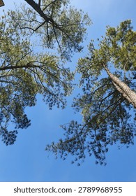 This image captures a striking low-angle perspective looking directly up into the canopy of a pine forest. Tall, slender trees dominate the frame, their trunks stretching vertically towards the heavens before branching out into lush clusters of green needles. The perspective emphasizes the immense height of these majestic giants, drawing the viewer's gaze upward along the commanding lines of the wood. Between the foliage, a vibrant, cloudless blue sky fills the center, providing a brilliant backdrop that contrasts beautifully with the earthy tones of the bark and the rich greens of the leaves. The sunlight filters through the branches, suggesting a bright and clear day. This composition evokes a sense of tranquility and awe, highlighting the grandeur of nature and the peaceful solitude found within the woods, celebrating the vertical beauty of the natural world.