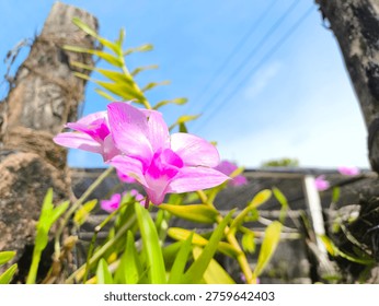 This image captures a stunning close-up view of vibrant pink flowers in a lush green garden. The flowers are in full bloom, showcasing their delicate petals and bright colors. The surrounding foliage and tree trunks add depth and texture to the scene, while the blue sky and power lines in the background provide a sense of context and location. The overall effect is one of serenity and natural beauty, inviting the viewer to step into the peaceful world of the garden.