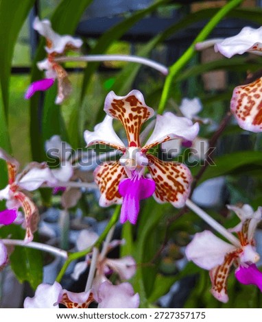 This image captures a stunning close-up of a Vanda tricolor orchid, a species native to Laos and the islands of Java and Bali in Indonesia