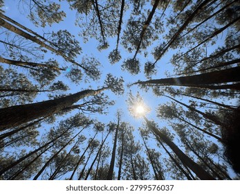 This image captures a stunning low-angle view, showcasing the grandeur of towering pine trees that seem to reach for the sky in the Mangunan Pine Forest, Yogyakarta. The sturdy, upright trunks with their distinctive natural textures appear to frame the expanse of bright blue sky, creating a deeply soothing color contrast between the lush green canopy and the bright horizon. This dynamic vertical composition not only conveys a sense of drama and grandeur but also elegantly radiates an atmosphere of peace, the cool mountain air, and the tranquility of unspoiled nature—the main allure of this eco-tourism destination, the pride of Yogyakarta.
