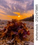 This image captures a stunning seaside scene at dusk, focusing on a cluster of vivid red and purple seaweed strewn across a sandy beach.