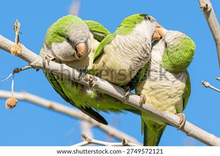 This image captures three vibrant green parrots perched closely on a branch, showcasing their colorful feathers and sociable behavior in a natural outdoor setting.