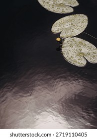 This image captures a tranquil scene of water lilies gently floating on the surface of a calm pond. The lilies are adorned with delicate droplets of water, reflecting the soft light. The water's surface is smooth, creating a peaceful and serene atmosphere.