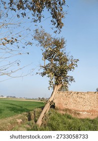 This image captures a tree leaning against a brick wall in a serene green field under a clear blue sky. The tree's trunk is visible, with branches extending upwards and leaves scattered throughout. The brick wall provides a rustic backdrop, while the green field stretches out into the distance. The clear blue sky above adds to the peaceful atmosphere of the scene, creating a sense of calm and serenity.