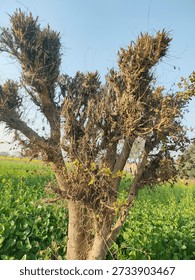 This image captures a tree with multiple nests in its branches, standing tall in a lush green field. The tree's brown branches are adorned with numerous nests, while the surrounding field is filled with vibrant green plants. The clear blue sky in the background adds to the serene atmosphere of the scene. The image showcases a natural habitat, with the tree and its nests serving as a home for birds. The peaceful landscape and dramatic tree structure make for a captivating visual experience.