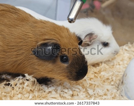This image captures two adorable guinea pigs, one brown and one white, nestled in their cozy habitat. The detail brings forth their furry textures and playful spirit.