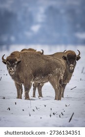 This image captures two bison standing in a snowy field, their thick fur coats glistening in the winter light. The blurred background of trees and sky adds a sense of depth and atmosphere to the scene, while the bison themselves exude a sense of strength and resilience. The image conveys a sense of serenity and peacefulness, inviting the viewer to appreciate the beauty of nature and the importance of conservation and preservation.