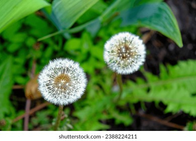 This image captures two dandelion seed heads in a garden setting.