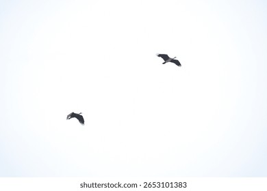 This image captures two large birds in mid-flight against a bright, overexposed sky, creating a minimalist and almost silhouette-like effect. The birds appear to be storks or ibises, characterized by 