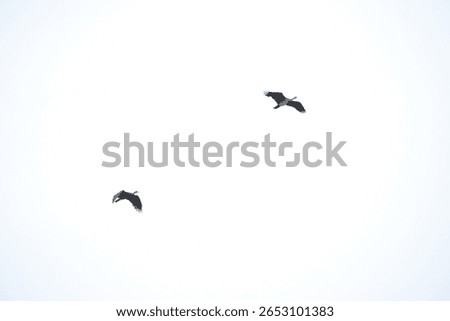 This image captures two large birds in mid-flight against a bright, overexposed sky, creating a minimalist and almost silhouette-like effect. The birds appear to be storks or ibises, characterized by 
