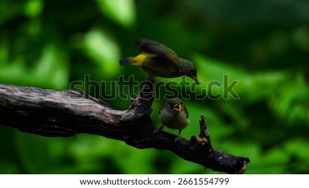 This image captures two small, greenish-yellow birds perched on a dark, gnarled tree branch against a soft, out-of-focus background of lush green foliage. The bird on the upper part of the branch 