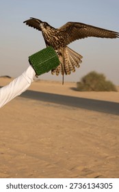 This image captures a unique moment of a person holding a falcon on their arm in a desert landscape. The bird of prey is perched on a green glove, showcasing its impressive wingspan and feathers. The desert background provides a stunning contrast to the bird's brown and tan plumage. This image highlights the traditional hunting practice of falconry and the importance of conservation efforts for these magnificent creatures.