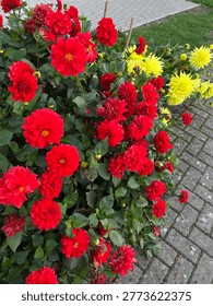 This image captures a vibrant cluster of blooming flowers, likely in a garden bed or landscaped outdoor area. The scene is dominated by striking red and bright yellow blossoms, which appear to be dahlias due to their layered, symmetrical petals and full, rounded shapes.

The red flowers are more densely grouped on the left side, creating a rich, warm mass of color, while the yellow blooms are more prominent on the right, offering a vivid contrast. Some flowers are fully open, displaying intricate petal arrangements, while others are still in bud form, adding variety and a sense of natural growth.

Surrounding the flowers is a dense layer of dark green foliage, with broad, slightly glossy leaves that provide a lush backdrop and enhance the intensity of the blooms. A few leaves show minor imperfections, such as small holes or blemishes, suggesting a natural, outdoor environment.

In the background, part of a paved walkway made of light-colored bricks is visible, along with a hint of a garden structure or support stakes, indicating this is a maintained garden space rather than a wild setting.

Overall, the image conveys a lively, colorful, and well-tended garden scene, with strong visual contrast and a fresh, summery feel.
