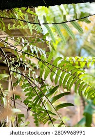 This image captures a vibrant cluster of delicate, elongated fern fronds in vivid green hues, bathed in soft, diffused sunlight filtering through a partially obscured background of blurred foliage and earthy tones, evoking a serene and lush natural ambiance with a shallow depth of field emphasizing texture Featuring nature, leaves, plant, outdoor, close-up, lighting, organic, textured, botanical, fresh