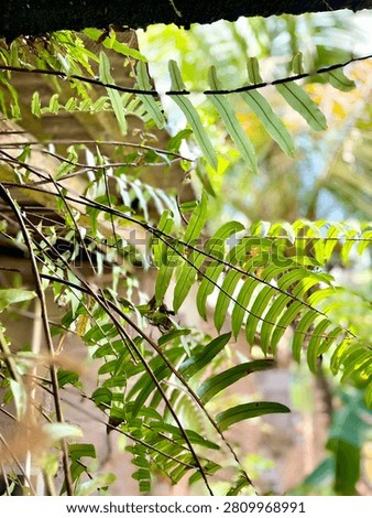 This image captures a vibrant cluster of delicate, elongated fern fronds in vivid green hues, bathed in soft, diffused sunlight filtering through a partially obscured background of blurred foliage and earthy tones, evoking a serene and lush natural ambiance with a shallow depth of field emphasizing texture Featuring nature, leaves, plant, outdoor, close-up, lighting, organic, textured, botanical, fresh