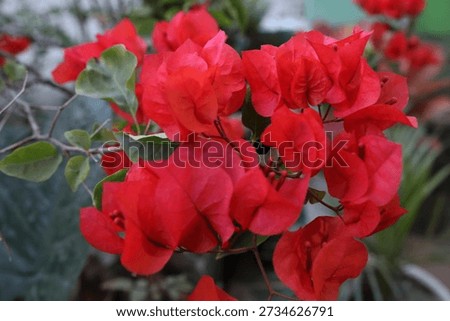 This image captures the vibrant elegance of a bougainvillea plant, showcasing its characteristic brilliant red bracts that surround the actual flowers. 