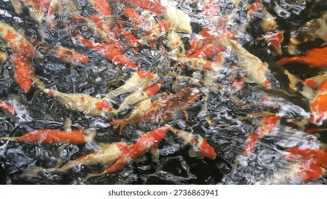 This image captures a vibrant and energetic scene of a koi fish pond. The water is filled with dozens of koi in various sizes, creating a dynamic sense of movement