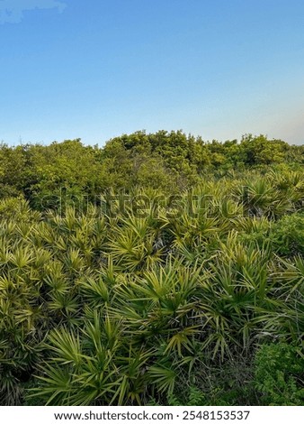 This image captures a vibrant green landscape featuring dense tropical vegetation and palmetto plants under a clear blue sky, evoking a peaceful and natural outdoor atmosphere.