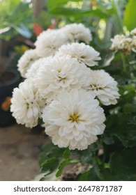 This image a close-up of delicate white chrysanthemums blooming in a garden, forming a beautiful cluster. A serene and elegant capture of nature's grace, perfect for floral or garden-themed content.
