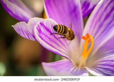 This image is a close-up view of a bee on a purple crocus flower. The bee is positioned on the inside of the flower, with its head and legs visible.  - Powered by Shutterstock