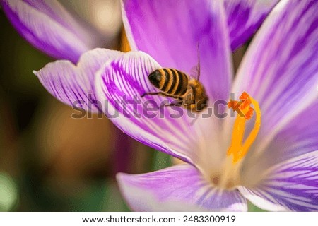 Similar – Image, Stock Photo crocuses flowers