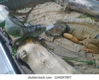This image content the picture of two Iguana. One is green iguana and second is yellow iguana. Iguana is vegetarian and bright colour repltile.