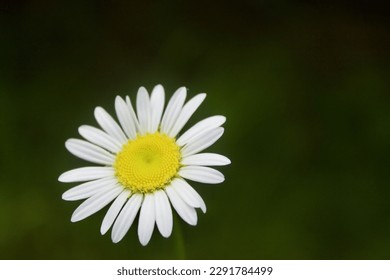 This image depicts a common daisy with white petals and a yellow center set against a dark background, creating a simple yet elegant composition. - Shutterstock ID 2291784499