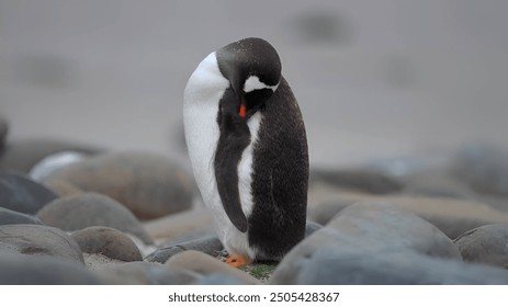 This image depicts a penguin standing on a rocky surface in the Falkland Islands. The penguin is resting with its head tucked into its chest, giving it a peaceful and relaxed appearance. - Powered by Shutterstock