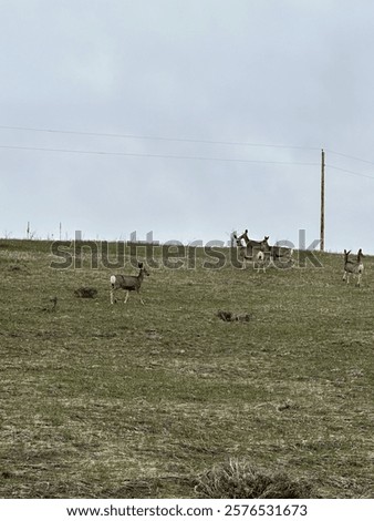 Similar – Image, Stock Photo Serene scene of group of mountain Iberian Ibex goats silhouetted against the golden sky of dawn on top of a rugged terrain of Sierra de Guadarrama, with a sea of clouds stretched below them