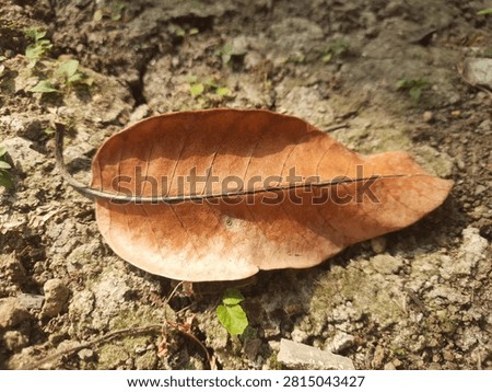 This image depicts a single, fully dried brown leaf fallen onto dry, cracked, and sun-baked earth outdoors. The natural light emphasizes the distinct vein patterns, smooth texture, and subtle curves of the leaf, contrasting against the rough, dusty soil beneath it.
